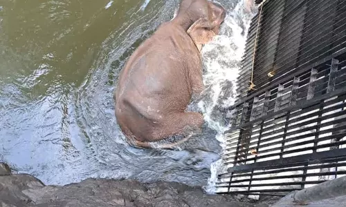 முல்லைப்பெரியாறில் தவறி விழுந்த யானை மீட்பு