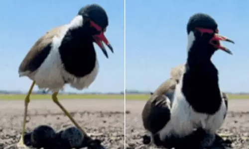 சென்னை விமான நிலையத்தில் இரைச்சலுக்கு நடுவே முட்டையிட்டு அடைகாக்கும் பறவை