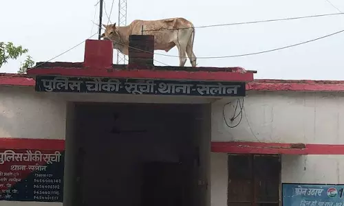 போலீஸ் நிலையத்தின் மேற்கூரையில் ஏறிய காளை