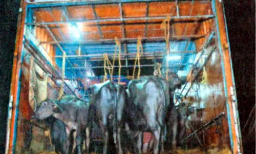 லாரியில் கொண்டுவரப்பட்ட 45 எருமை மாடுகள் பறிமுதல்- டிரைவர் தப்பி ஓட்டம்