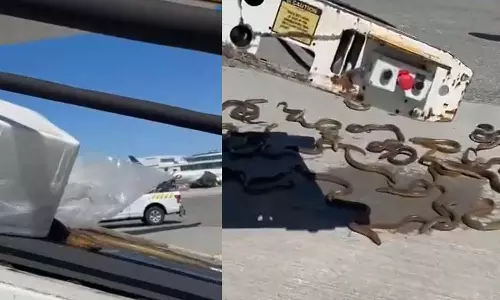 விமான பெட்டகத்தில் இருந்து கொட்டிய பாம்பு மீன்கள்- வீடியோ