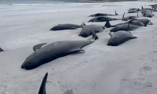 ஸ்காட்லாந்து கடற்கரையில் 77 பைலட் திமிங்கலங்கள் கரை ஒதுங்கி இறந்தன