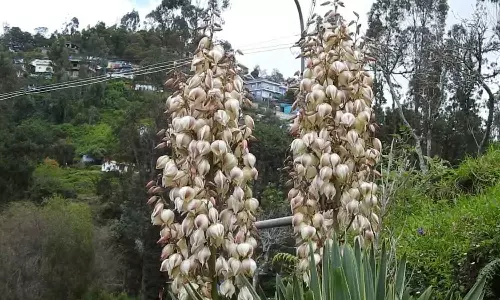 கொடைக்கானலில் வருடத்திற்கு ஒருமுறை பூக்கும் கற்றாழை வகை பூக்கள்