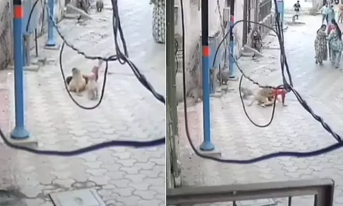 குரங்குகளிடம் இருந்து தப்பிய சிறுவன் - வீடியோ வைரல்