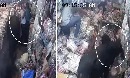 கடைக்குள் புகுந்து சண்டை போட்ட காளைகள்- வீடியோ வைரல்