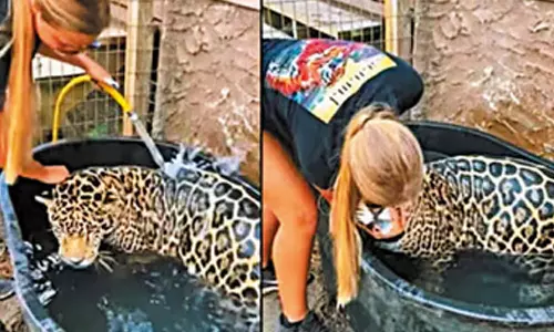 சிறுத்தையை குளிப்பாட்டும் பெண்