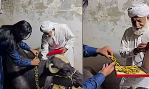 மாட்டுக்கு 10 கிலோ தங்க சங்கிலி... வீடியோ