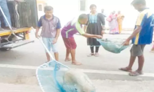 சென்னையில் 10 ஆயிரம் பேர் நாய்கடி தாக்குதலில் பாதிப்பு