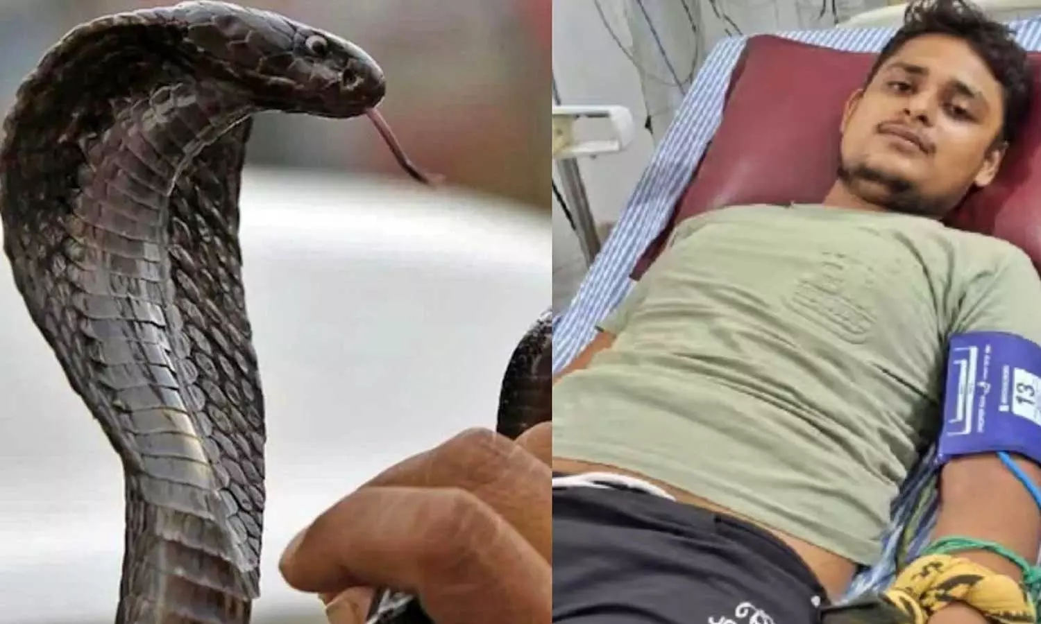உ.பி. இளைஞரை 40 நாட்களில் 7 முறை பாம்பு கடித்ததா? - வெளியான அதிர்ச்சி தகவல்