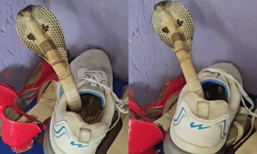 ஷூவிற்குள் மறைந்து இருந்து படமெடுத்த பாம்பு- அதிர்ச்சி வீடியோ