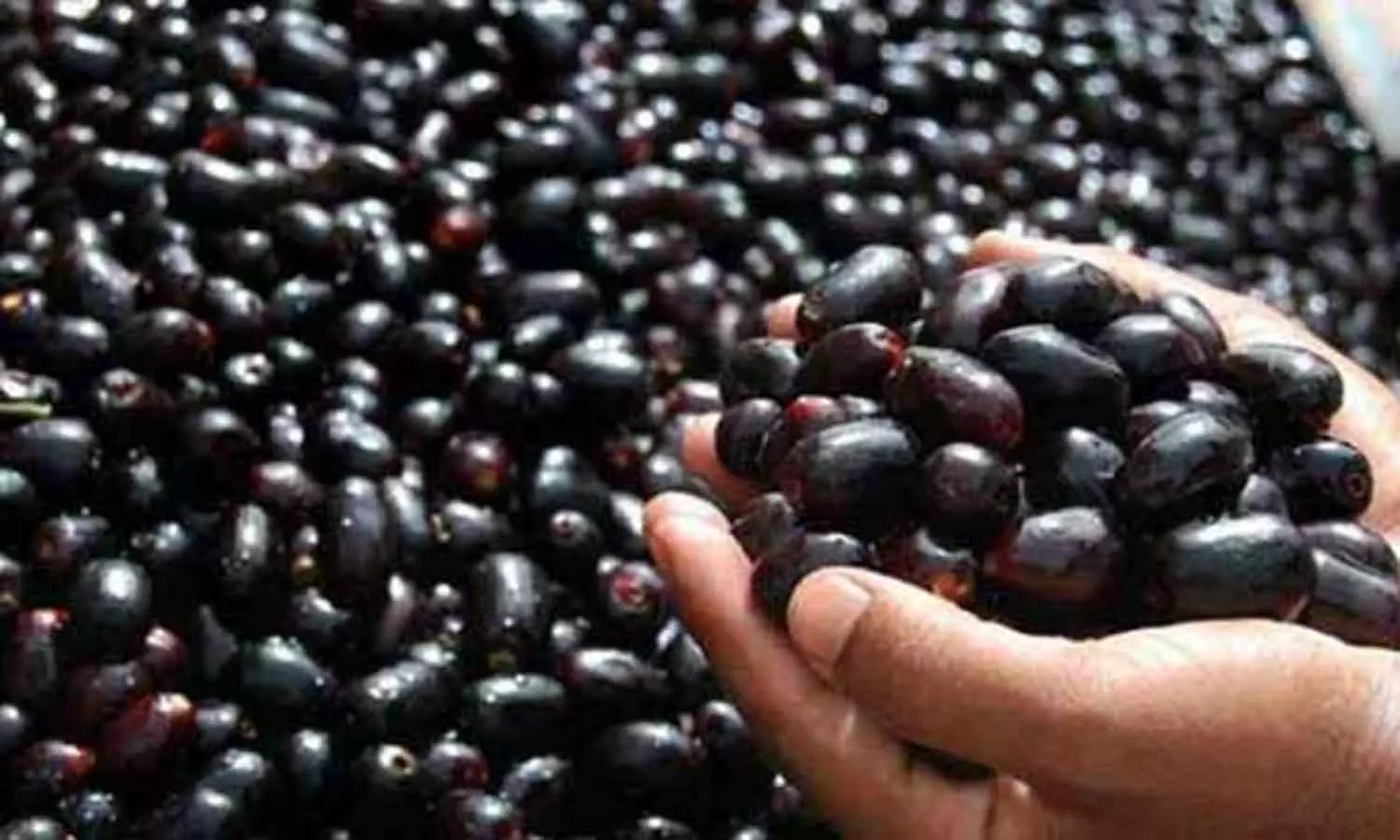 சர்க்கரைக்கு நாவல்