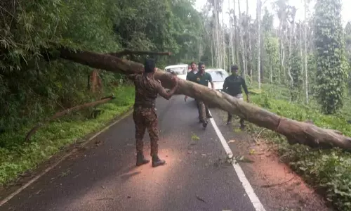கனமழை: நீலகிரியில் 20-க்கும் மேற்பட்ட இடங்களில் மரங்கள் முறிந்து விழுந்தன