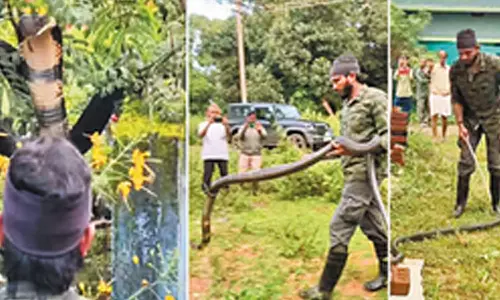 பயமுறுத்திய 12 அடி நீள ராஜநாகம்- லாவகமாக பிடித்து வனப்பகுதிக்குள் விட்ட வீரர்கள்... வீடியோ
