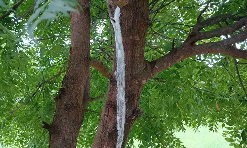 வேப்ப மரத்தில் பால் வடிந்த அதிசயம்