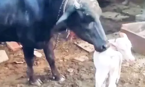 வெள்ளை நிறத்தில் பிறந்த எருமை கன்றுக்குட்டி