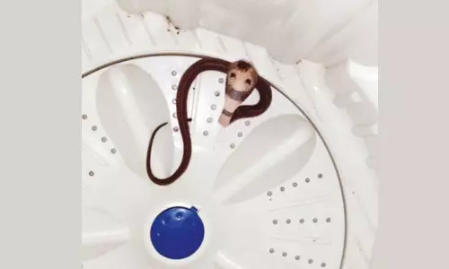 வாஷிங் மெஷினுக்குள் இருந்த பாம்பால் பரபரப்பு