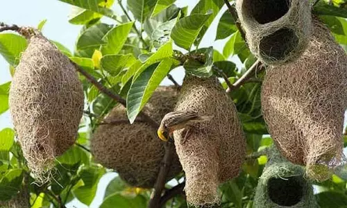 தூக்கணாம் குருவியும் குரங்கும்