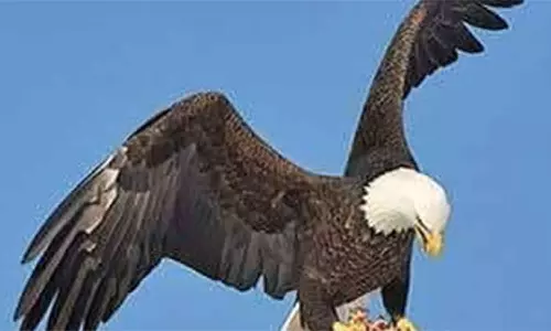 அதை வைத்து என்ன செய்வாய்?