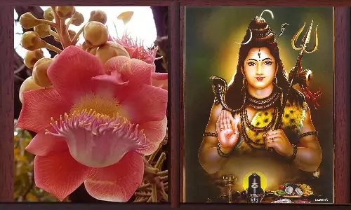 சிவராத்திரி தினத்தன்று மட்டும் பூக்கும் சிவனுக்குரிய அதிசய மலர்