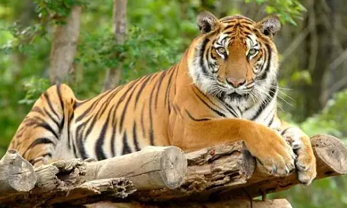 இந்தியாவில் 5 ஆண்டுகளில் 628 புலிகள் உயிரிழப்பு