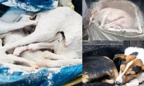 பெங்களூரு ரெயில் நிலையத்தில் 150 பெட்டிகளில்  வந்திறங்கிய நாய் இறைச்சி?.. சர்ச்சை