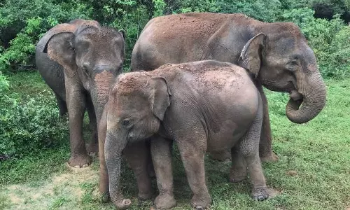 யானை-மனித மோதல்: 5 ஆண்டுகளில் 2,500 பேர் பலி