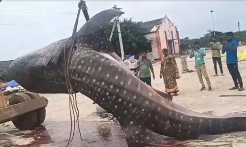 1500 கிலோ எடையுள்ள மீன் சிக்கியது