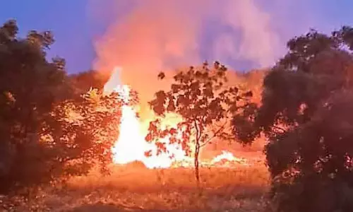 மாங்குரோவ் காட்டில் திடீரென தீப்பிடித்து எரிந்த மரங்கள்