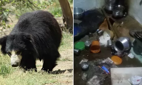 உணவை ருசிபார்த்த கரடி-பொதுமக்கள் அச்சம்