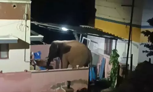 வீட்டின் சுற்றுச்சுவரை இடித்து, பயிர்களை சேதப்படுத்திய காட்டு யானை