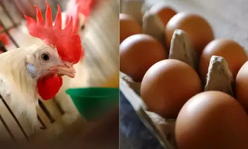 முதலில் வந்தது கோழியா? முட்டையா? வாக்குவாதத்தில் நண்பனை குத்தி கொன்ற நபர்