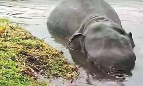 காட்டாற்று வெள்ளத்துக்கு யானைகளும் தப்பவில்லை- வயநாடு நிலச்சரிவால் தொடரும் சோகம்