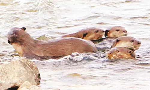 காவிரி ஆற்றில் கூட்டம் கூட்டமாக நீந்திச்செல்லும் நீர்நாய்கள்