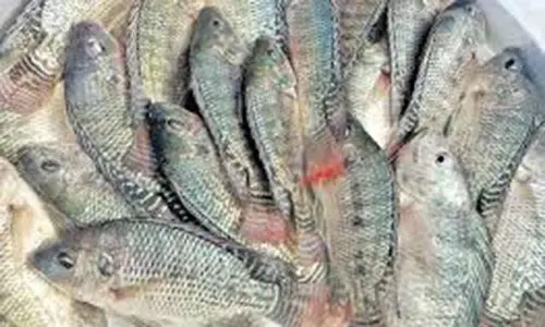 கடலில் வளரும் வைகை ஆற்று ஜிலேபி மீன்கள்- மீனவர்கள் ஆச்சரியம்