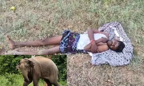 ஒற்றை யானை தாக்கி விவசாயி படுகாயம்