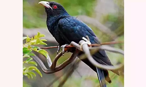 குயில் பாட்டு