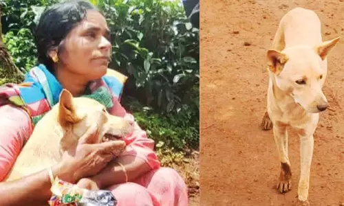 ஒரு வாரத்திற்கு பிறகு உரிமையாளரை சந்தித்த நாயின் பாசப்போராட்டம்- வைரலாகும் வீடியோ