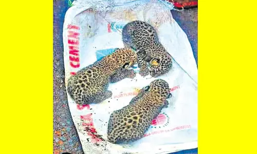 மகாராஷ்டிராவில் கிராமத்திற்குள் புகுந்து 3 குட்டிகளை ஈன்ற சிறுத்தை