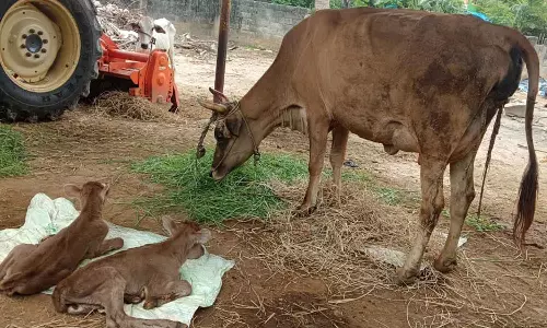 மரக்காணம் அருகே 2 கன்றுகள் ஈன்ற பசுமாடு