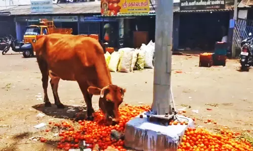 விலை சரிவால் வீதியில் கொட்டப்பட்ட தக்காளி: விவசாயிகள் வேதனை