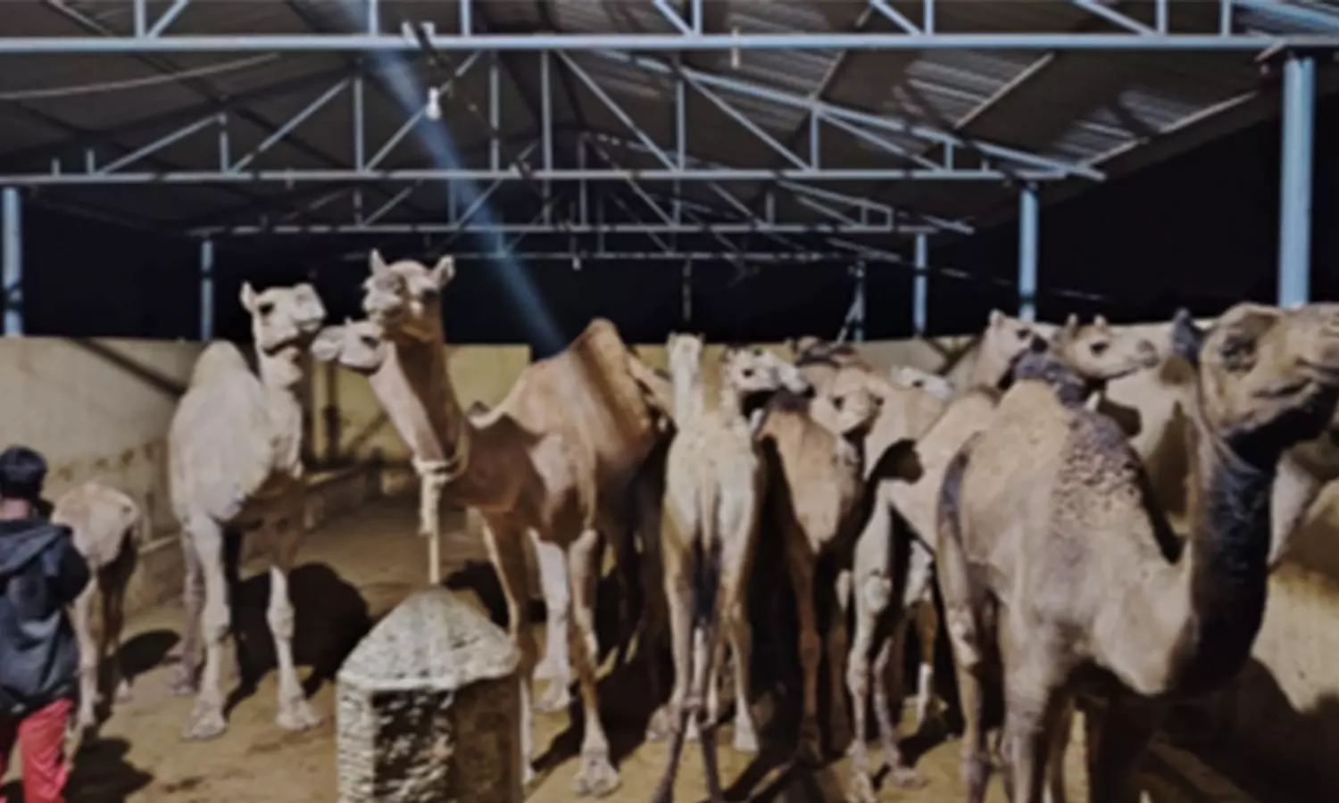 ஆந்திராவில் 16 ஒட்டகங்கள் கடத்தல்: 2 பேர் கைது ஆந்திராவில் 16 ஒட்டகங்கள் கடத்தல்: 2 பேர் கைது