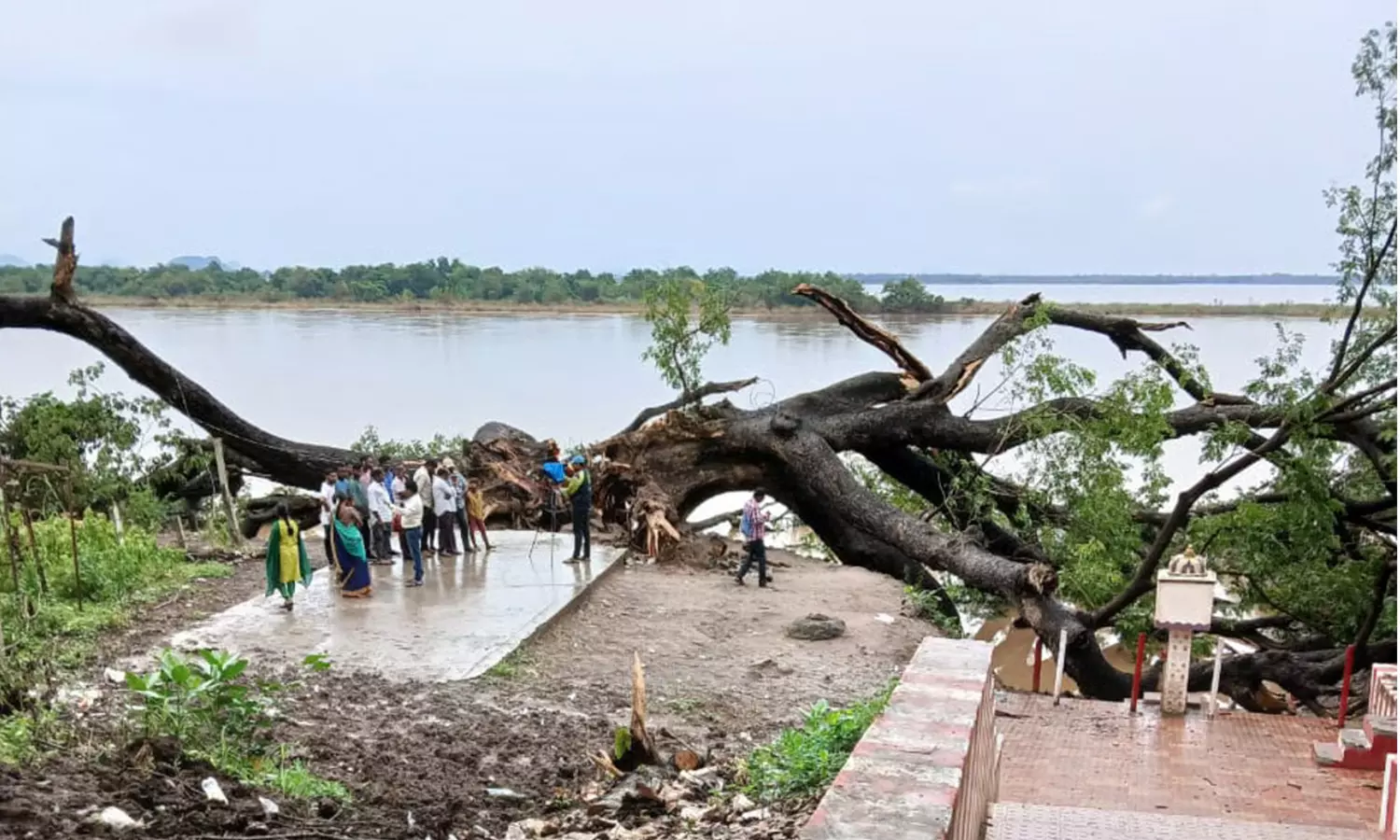 ஆந்திராவில் 150 ஆண்டு பழமையான சினிமா மரம் வேரோடு சாய்ந்தது ஆந்திராவில் 150 ஆண்டு பழமையான சினிமா மரம் வேரோடு சாய்ந்தது
