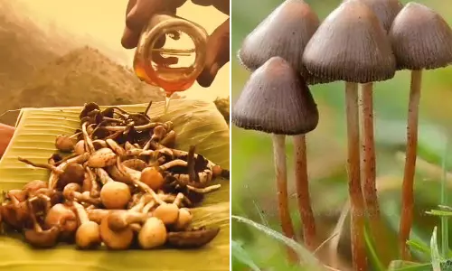 போதை காளானில் தேன் ஊற்றி ருசித்த வாலிபர்: வீடியோ சமூக வலைதளத்தில் வைரல்