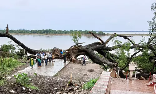 ஆந்திராவில் 150 ஆண்டு பழமையான சினிமா மரம் வேரோடு சாய்ந்தது