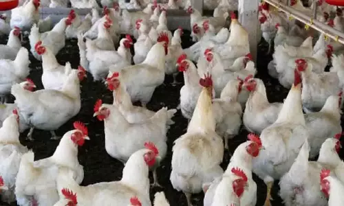 பல்லடத்தில் கறிக்கோழி விலை வீழ்ச்சி