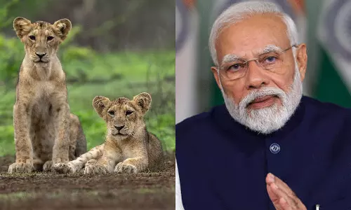 உலக சிங்க தினம்- சிங்கங்களின் படங்களை பகிர்ந்துள்ள பிரதமர் மோடி