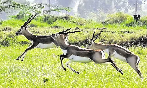 நதிக்கரையோரம் கூட்டம் கூட்டமாக துள்ளி குதித்த மான்கள்