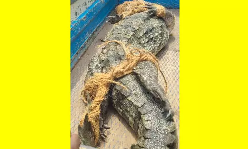 கொள்ளிடம் ஆற்றங்கரையில் 12 அடி நீள முதலை: வனத்துறையினர் மீட்பு