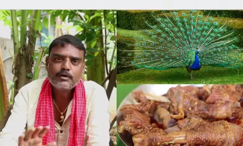 பாரம்பரிய முறையில் மயில் கறி செய்வது எப்படி?.. சமையல் வீடியோவால் சிக்கலில் மாட்டிய யூடியூபர்