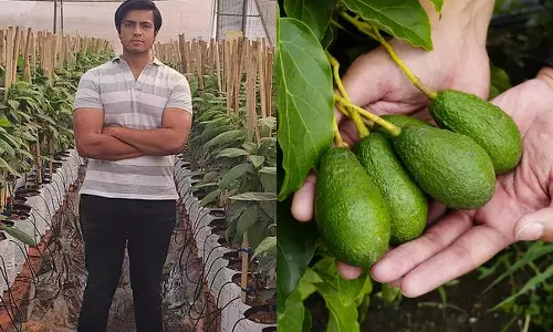 அவகேடோ சாகுபடி- ரூ.1 கோடி வருமானம் ஈட்டும் வாலிபர்